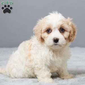 Charity, Cavachon Puppy